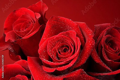 Три красные розы с каплями воды