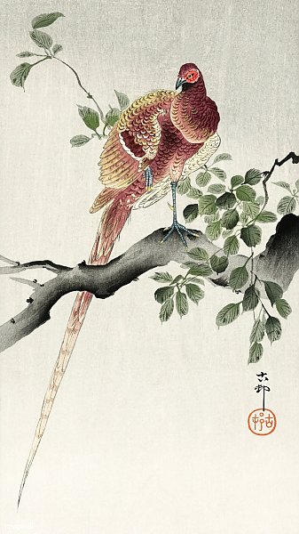 Медный фазан (1900 - 1930)