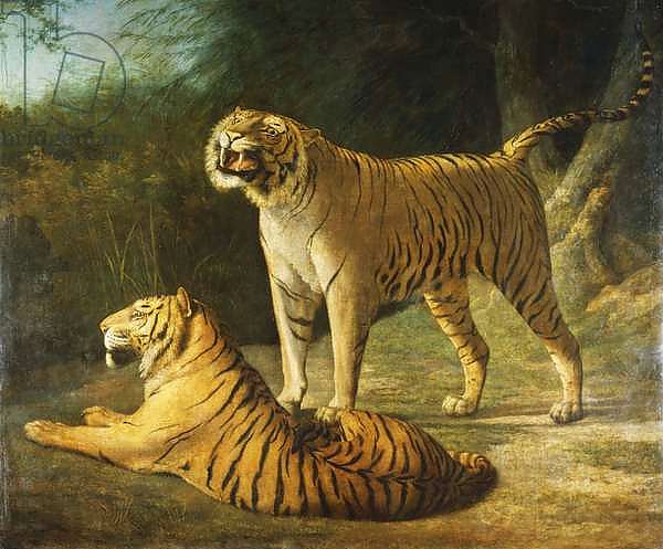 A Tiger and Tigress at the Exeter 'Change Menagerie in 1808, 1808