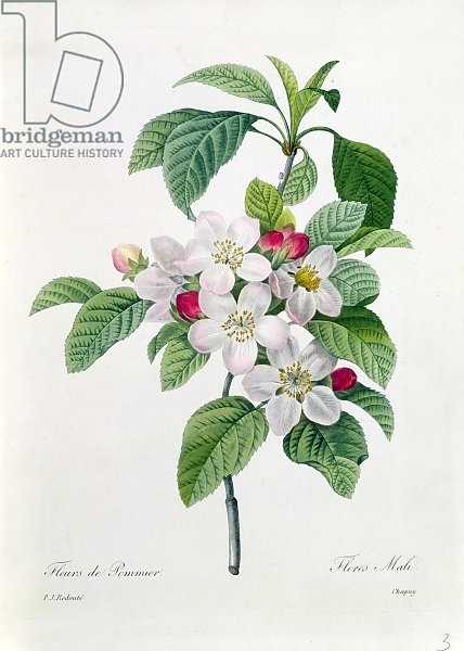Apple Blossom, from 'Les Choix des Plus Belles Fleurs', engraved by Chapuy