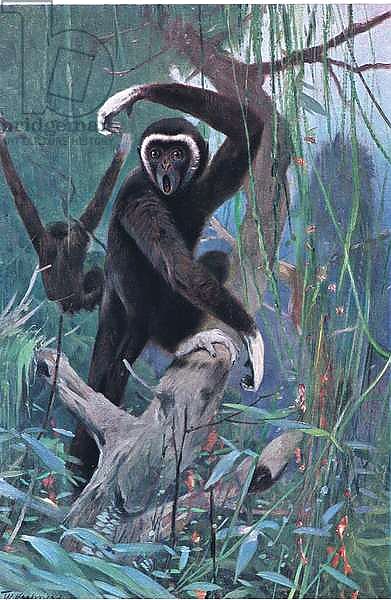 White-Handed Gibbon, from Wildlife of the World published by Frederick Warne & Co, c.1900