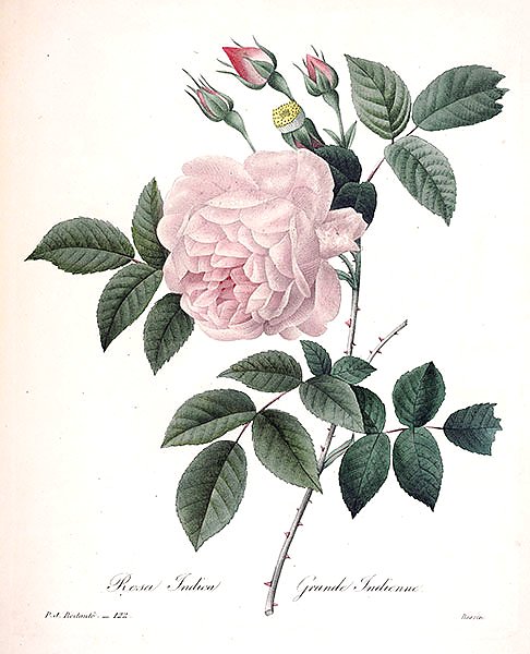 Индийская роза нежно-розового цвета