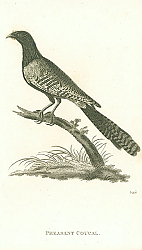 Постер Pheasant Coucal