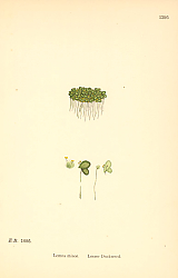 Постер English Botany №220 1