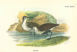 Постер Dunlin 1