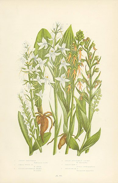 Green Habenaria, Small White h., Lesser Butterfly Orchis, Great Butterfly Orchis, Green Man o., Gree