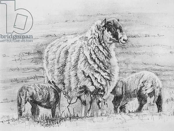 Proud ewe, 2012,