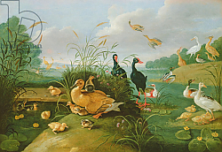 Постер Кессель Ян Decorative fowl and ducklings Постер Кессель Ян Decorative fowl and ducklings