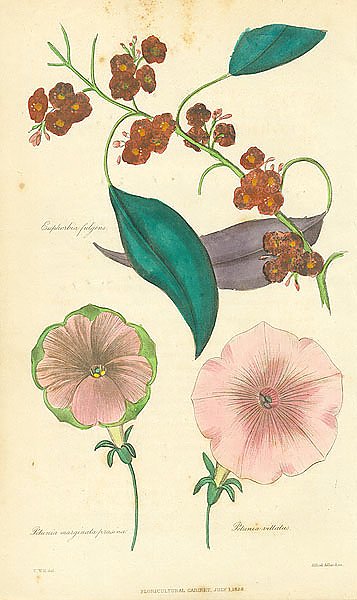 Euphorbia Fulqens, Petunia Marginata Prasina, Petunia Viltatus
