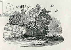 Постер Бевик Томас Fox escaping, from 'The General History of Quadrupeds', published 1790 2 Постер Бевик Томас Fox escaping, from 'The General History of Quadrupeds', published 1790 2