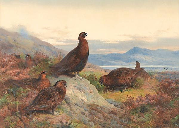 The morning call-red grouse
