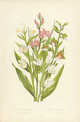Постер Marsh Helleborine, Large White h., Narrow-leaved White h., Purple h. 1
