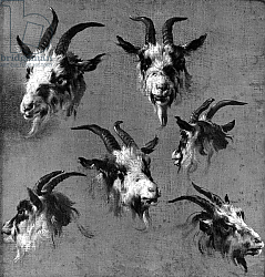 Постер Берхем Николас Six studies of goat heads Постер Берхем Николас Six studies of goat heads