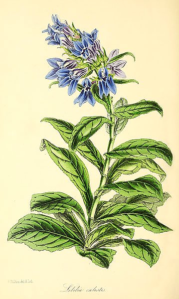 Lobelia Coelestis