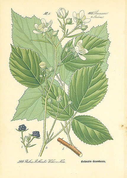 Rosaceae, Rubeae, Rubus Bellardii Weihe u Nees