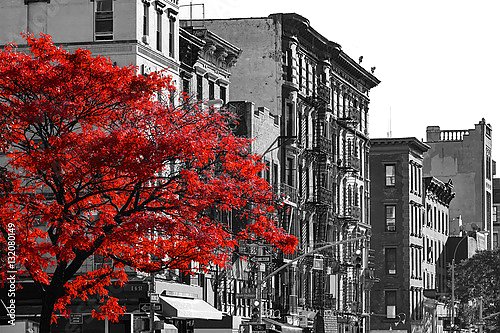 Красное дерево на черно-белой улице Нью-Йорка