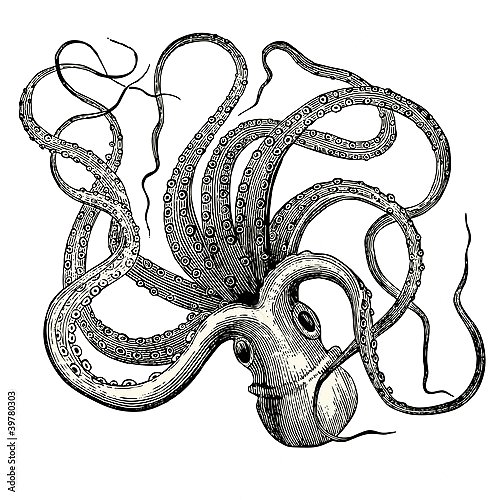 Осьминог (Octopus vulgaris)