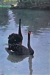 Постер Кунер Вильгельм Black Swan, illustration from'Wildlife of the World', c.1910 Постер Кунер Вильгельм Black Swan, illustration from'Wildlife of the World', c.1910