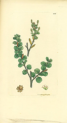 Постер Sowerby Ботаника №18