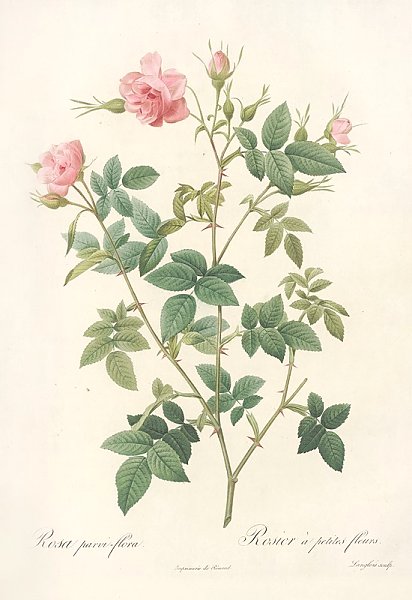 Rosa Parvi-Flora