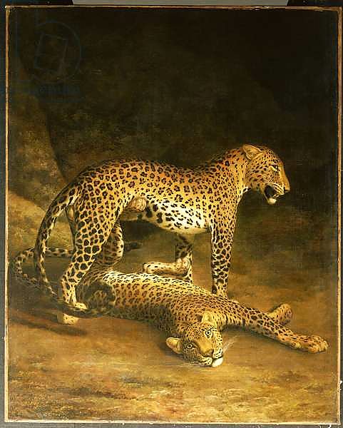 Two Leopards lying in the Exeter Exchange, 1808