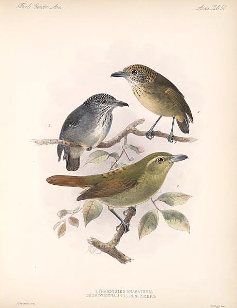 Птицы J. G. Keulemans №52