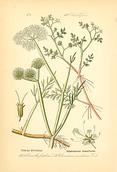 Постер Flora von Deutschland №5 1