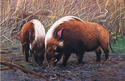 Постер Кунер Вильгельм River Hog, illustration from'Wildlife of the World', c.1910 Постер Кунер Вильгельм River Hog, illustration from'Wildlife of the World', c.1910