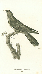 Постер Solitary Cuckow, male
