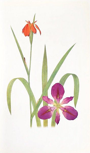 Iris fulva and Iris fulvala