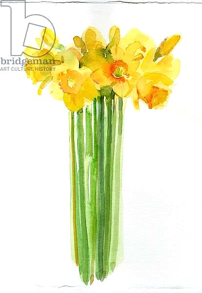 Daffodil bunch, 2014,