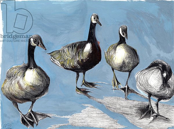Friendly Canada Geese, 2012,