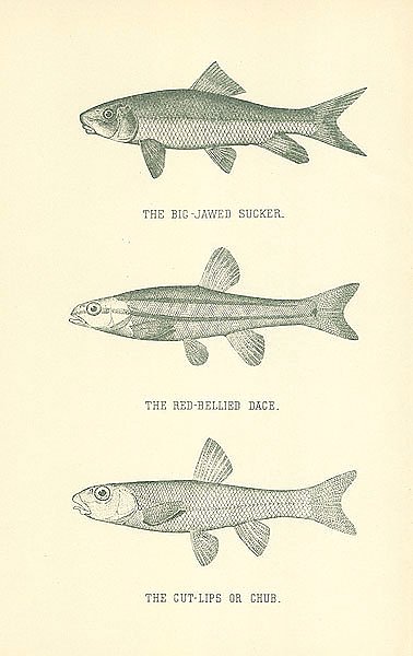 The Big-Jawed Sucker, The Red-Bellied Dace, The Cut-Lips or Chub