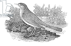 Постер Бевик Томас The Nightingale from the 'History of British Birds' Volume I, pub. 1797 Постер Бевик Томас The Nightingale from the 'History of British Birds' Volume I, pub. 1797