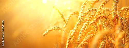 Пшеничное поле с золотыми колосьями