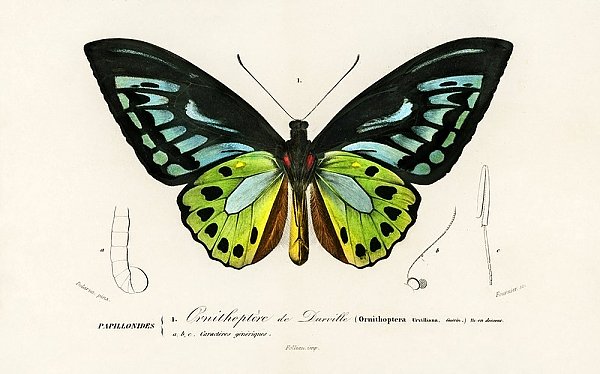 Орнитоптера приам (Ornithoptera priamus)