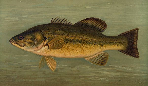 The Large-Mouthed Black Bass, Micropterus salmoides.