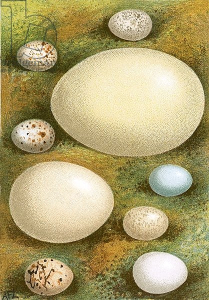 Eggs 9