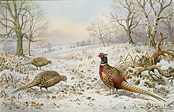 Постер Даннер Карл (совр) Pheasant and Partridges in a Snowy Landscape Постер Даннер Карл (совр) Pheasant and Partridges in a Snowy Landscape