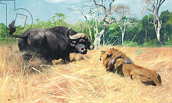 Постер Кунер Вильгельм Buffalo and Lion Before the Fight, Постер Кунер Вильгельм Buffalo and Lion Before the Fight,