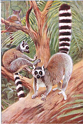 Постер Кунер Вильгельм Ring Tail Lemur, illustration from'Wildlife of the World', c.1910 Постер Кунер Вильгельм Ring Tail Lemur, illustration from'Wildlife of the World', c.1910