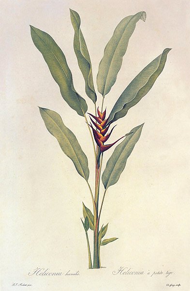 Heliconia Humilis Jacq