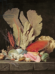 Постер Валлайер-Костер Энн Seaweed, Lithophytes and Seashells Постер Валлайер-Костер Энн Seaweed, Lithophytes and Seashells