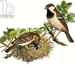Постер Дэвис Р. (жив, дет) Unidentified birds feeding chicks Постер Дэвис Р. (жив, дет) Unidentified birds feeding chicks