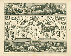 Постер Iconographic Encyclopedia: сельскохозяйственные животные 1