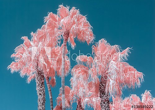 Розовые пальмы и голубое небо