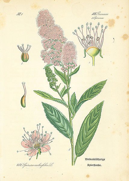 Rosaceae,Spiraeeae, Spiraea salicifolia