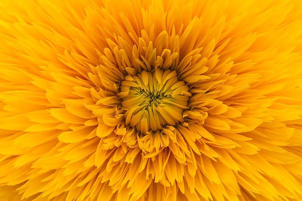 Желтый солнечный цветок