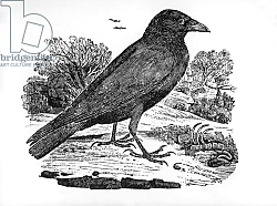 Постер Бевик Томас The Carrion Crow, illustration from 'The History of British Birds' 1797 Постер Бевик Томас The Carrion Crow, illustration from 'The History of British Birds' 1797