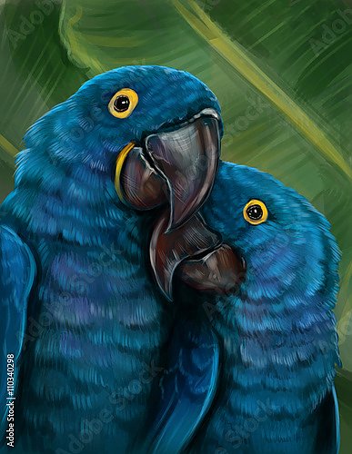 Пара синих попугаев